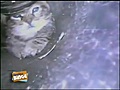 Salvan a un gatito con una aspiradora | BahVideo.com