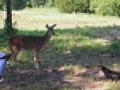 Fearless Deer Hunters  | BahVideo.com
