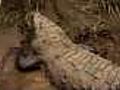 Costa Rican crocodiles in danger | BahVideo.com