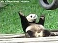 Panda Dance | BahVideo.com