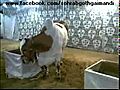 Shah cattle cows 2010 | BahVideo.com