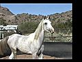  There is nothing like a white arabian horse  | BahVideo.com