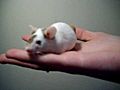 Pregnant mouse  | BahVideo.com