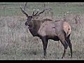 The Elk Herd of Elk County | BahVideo.com