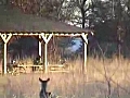 Whitetail Compilation ONLY on HawgNSonsTV | BahVideo.com