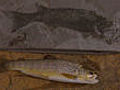 Devonian fishing | BahVideo.com