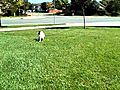 my pit bull playing catch on a hot day again | BahVideo.com
