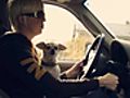 How to Use Dog Whisperer Tips on a Trip to the  | BahVideo.com