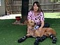 &#039;Bionic&#039; Dog Gets a New Set of Paws | BahVideo.com