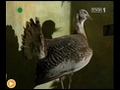 Ptaki le ne | BahVideo.com