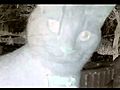 Ghost Cat in window | BahVideo.com