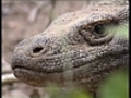 Les dragons de Komodo | BahVideo.com