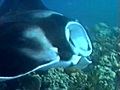 Scuba Diving with Giant Manta Ray on the Great Barrier Reef | BahVideo.com