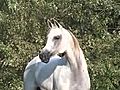 Bold Marquis Purebred Arabian Mare | BahVideo.com
