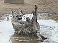 Happy hyena smiles for camera | BahVideo.com