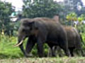 Love-struck elephant elopes with sweethearts | BahVideo.com