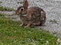 Bunny in Newport | BahVideo.com