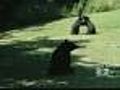 Bears Get Too Close For Comfort In N J  | BahVideo.com