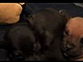 Chihuahua Puppies fighting | BahVideo.com