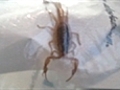 Scorpion on a plane | BahVideo.com