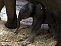 Australia s first baby elephant | BahVideo.com