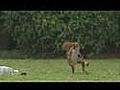Squirrel imitating a david beckham | BahVideo.com