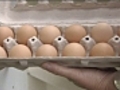Mainers turning to local eggs | BahVideo.com