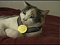 The Kitty Olympics | BahVideo.com