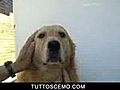 Un cane Super Eroe | BahVideo.com