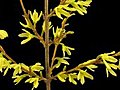 Time-lapse Of Opening Forsythia Flowers  | BahVideo.com