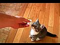 Rambo The Cat Plays Fetch Vol 2 | BahVideo.com