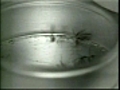 Mosquito spraying to begin next week in  | BahVideo.com