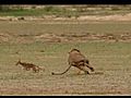 Zebra vs lion zebra beats lion  | BahVideo.com
