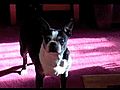 Dramatic Dog | BahVideo.com