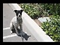 Salmonella E Coli - Bio Detection Dog - Falco K9 | BahVideo.com