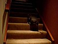 Pitbull Puppy 1st Down and Up Stairs | BahVideo.com