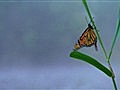NOVA - The Incredible Journey of the Butterflies | BahVideo.com