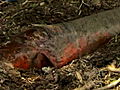 River Monsters The Heart-Stopper Fish | BahVideo.com