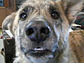 Ultimate Dog Tease | BahVideo.com