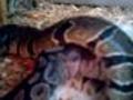 My snake eating a Med rat P 2 | BahVideo.com