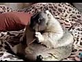 Marmot chowing on a biscuit HD  | BahVideo.com