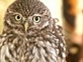 Owl | BahVideo.com