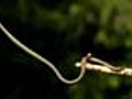 Aerodynamics of flying snakes | BahVideo.com