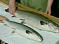 Latest Frankenfish CTV National News Joy Malbon on the salmon | BahVideo.com