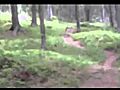 Hunting Dog Trampled By Deer mp4 | BahVideo.com