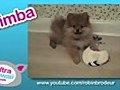 Ultra Kawaii - Super Fluffy Pomeranians | BahVideo.com