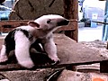 Cute Baby Anteater Finds Its Feet | BahVideo.com