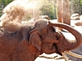 Meet Bong Su the world s most virile elephant | BahVideo.com