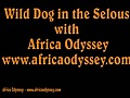 Wild Dogs in the Selous game reserve | BahVideo.com