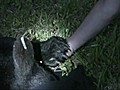 Bear Captured near Dillsburg | BahVideo.com